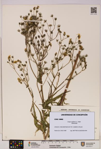 Crepis capillaris [Espécimen: UDEC:CONC:0106662]
