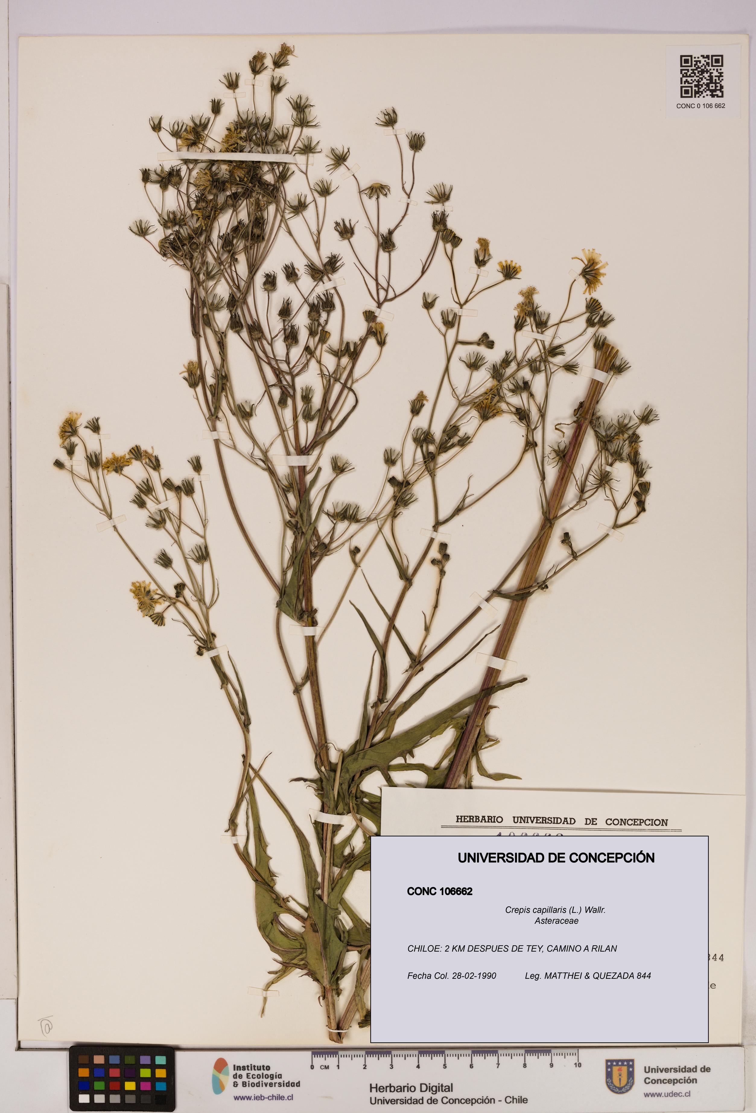 Crepis capillaris [Espécimen: UDEC:CONC:0106662]