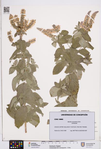 Mentha suaveolens [Espécimen: ]