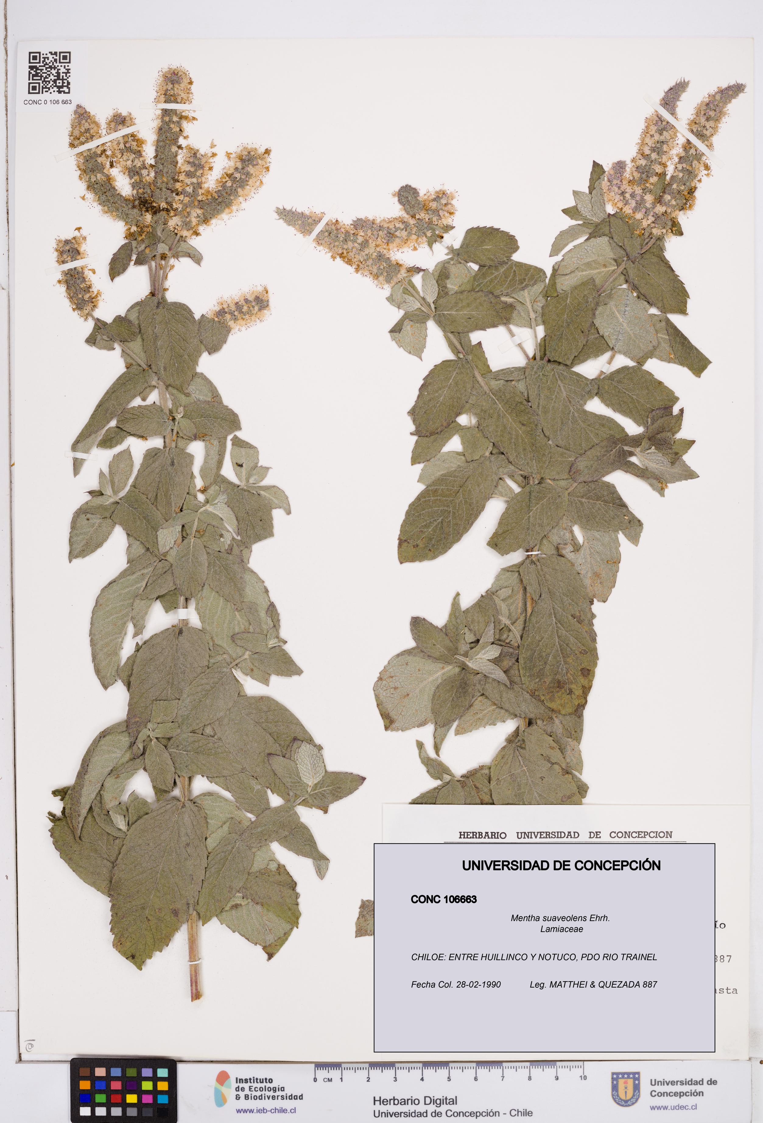 Mentha suaveolens [Espécimen: ]