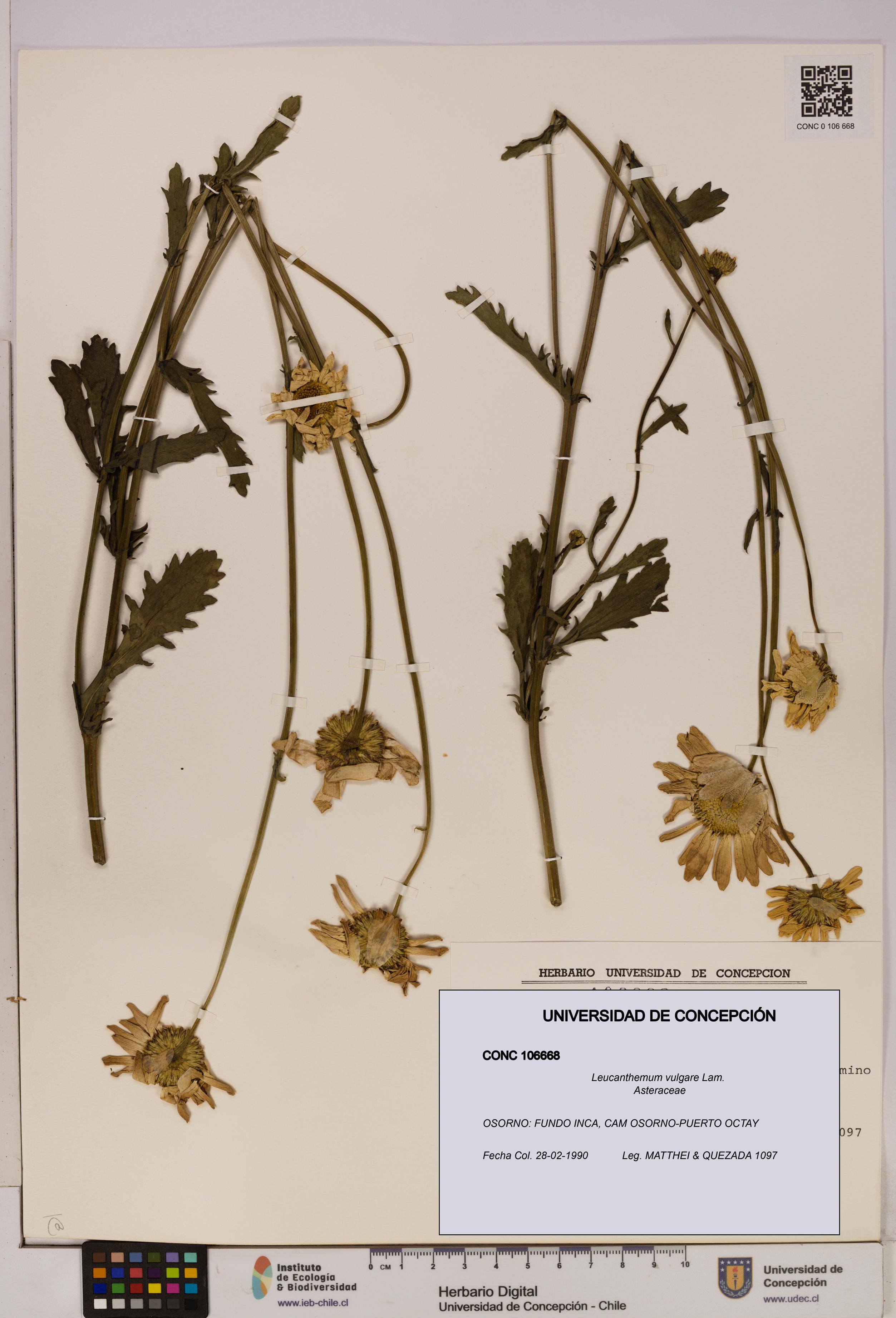 Leucanthemum vulgare [Espécimen: UDEC:CONC:0106668]