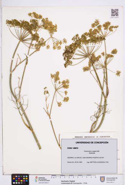 Foeniculum vulgare [Espécimen: ]