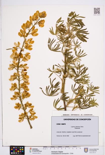 Lupinus arboreus [Espécimen: ]
