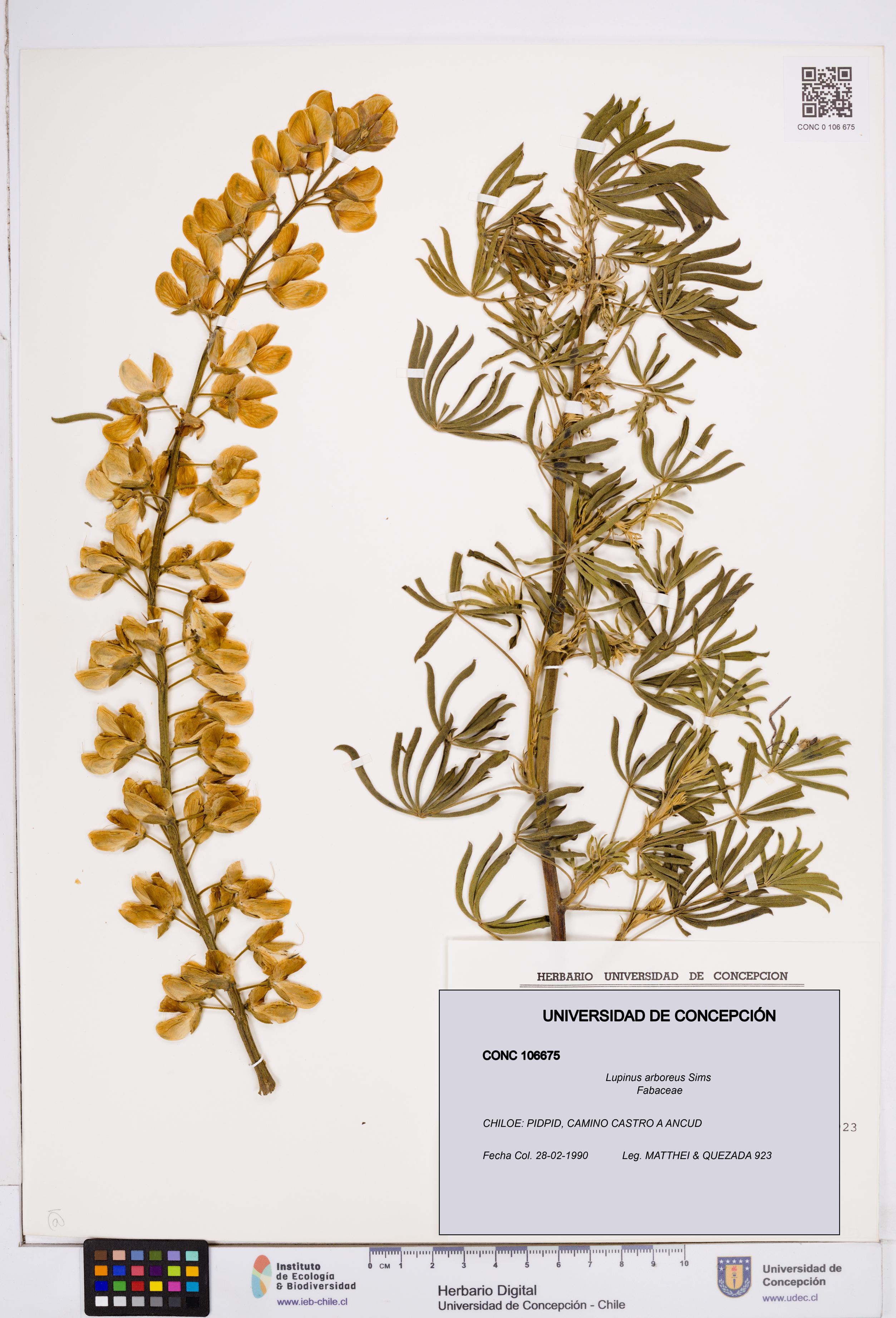 Lupinus arboreus [Espécimen: ]
