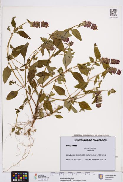 Prunella vulgaris [Espécimen: ]
