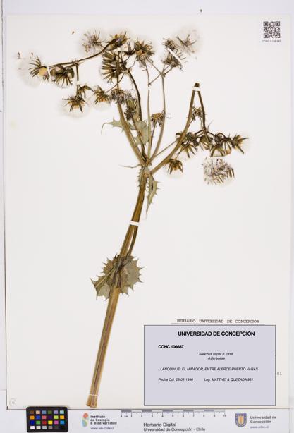 Sonchus asper [Espécimen: ]