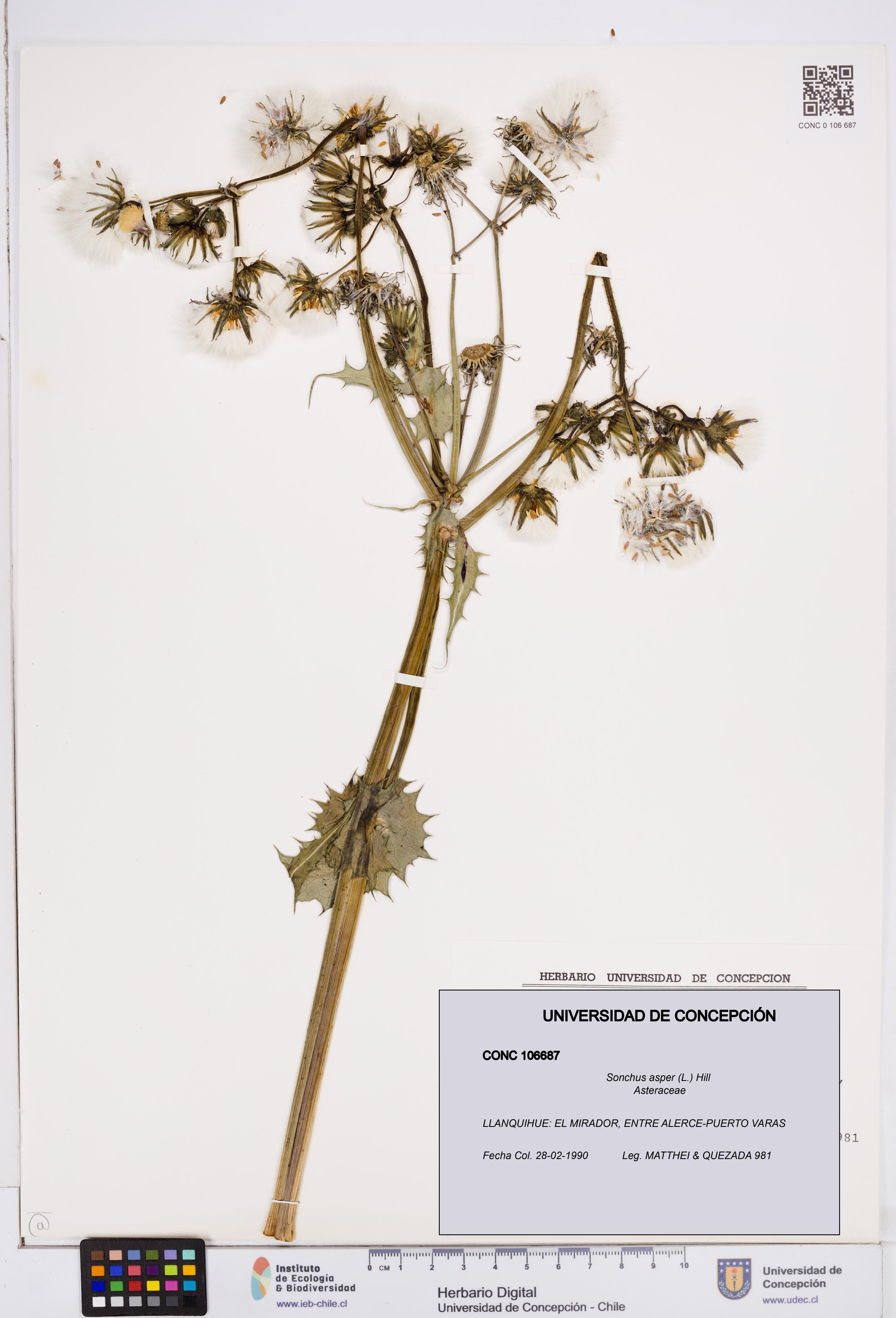 Sonchus asper [Espécimen: ]