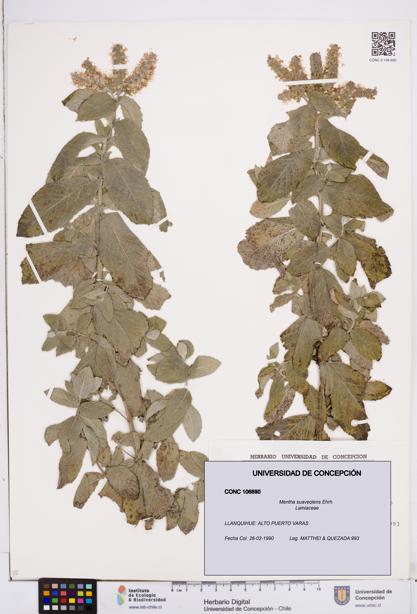 Mentha suaveolens [Espécimen: ]