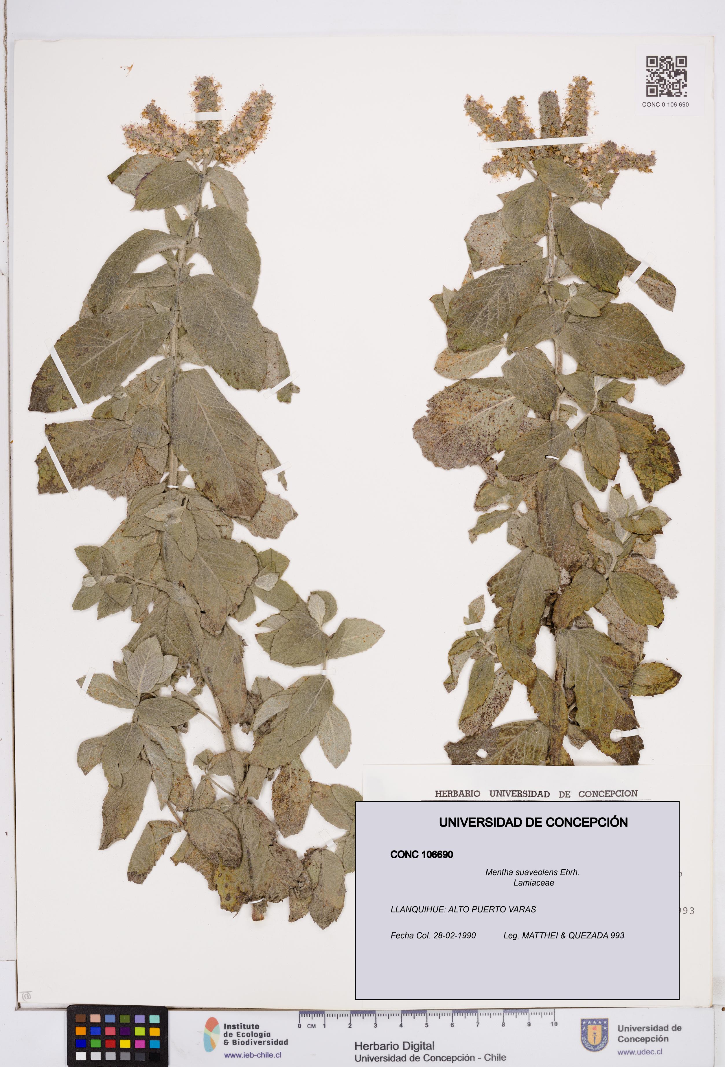Mentha suaveolens [Espécimen: ]