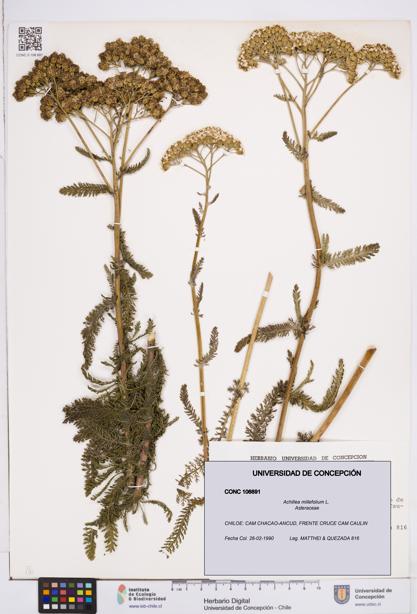 Achillea millefolium [Espécimen: ]