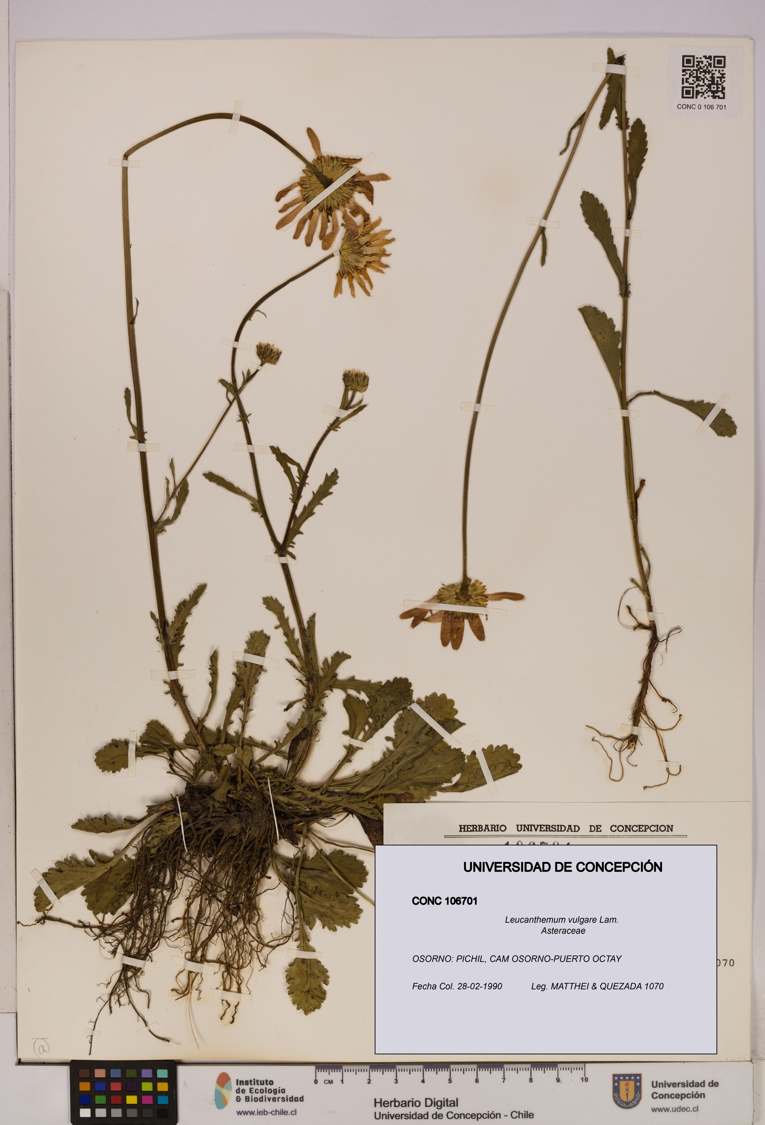 Leucanthemum vulgare [Espécimen: UDEC:CONC:0106701]