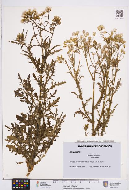Senecio sylvaticus [Espécimen: ]