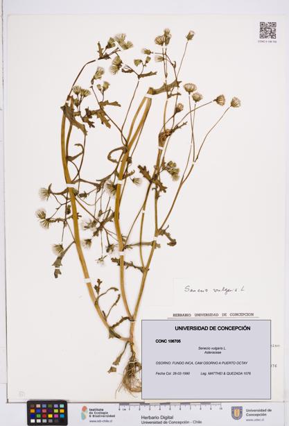 Senecio vulgaris [Espécimen: ]