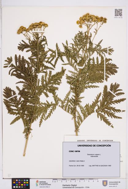 Tanacetum vulgare [Espécimen: ]