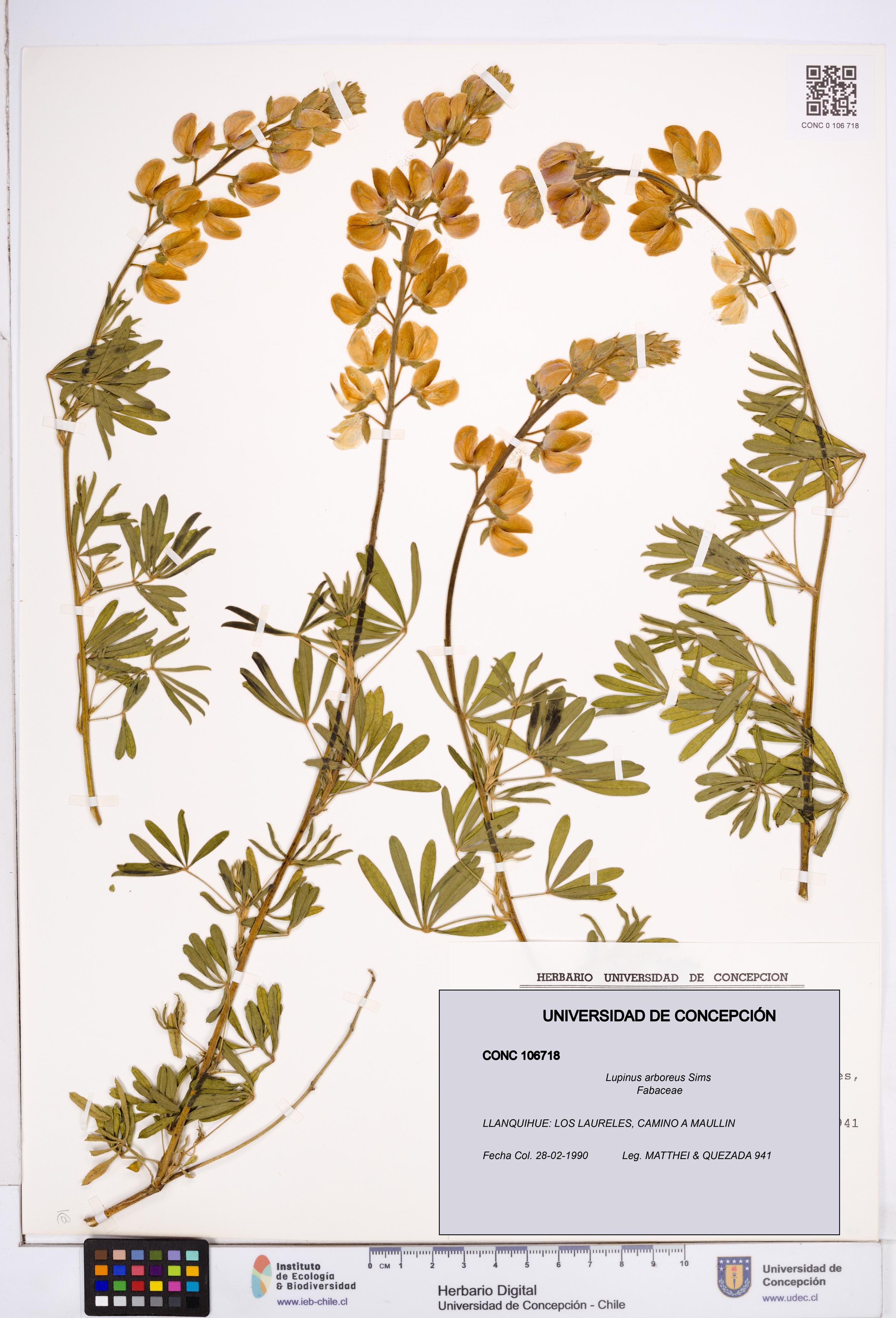 Lupinus arboreus [Espécimen: ]