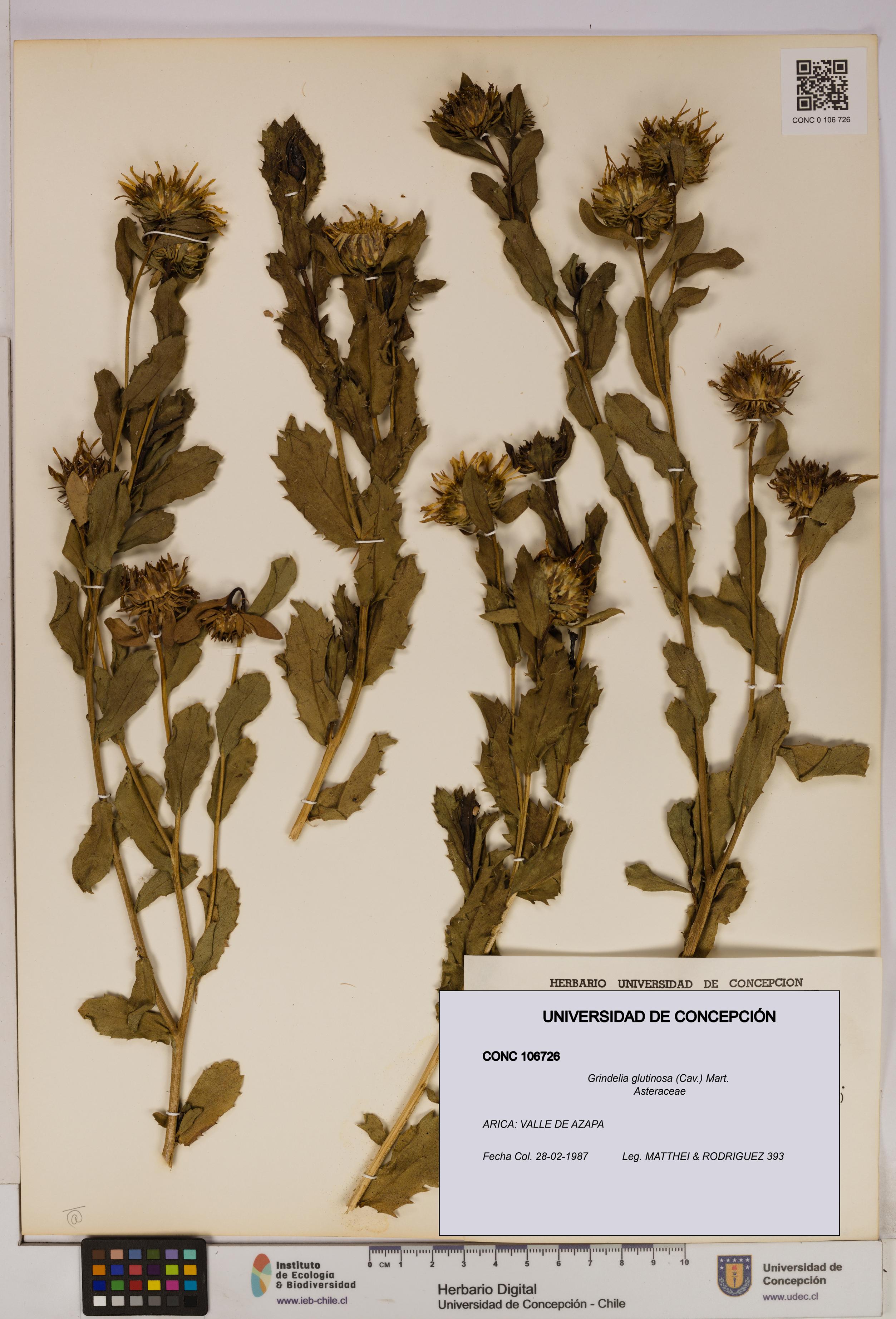 Grindelia glutinosa [Espécimen: UDEC:CONC:0106726]