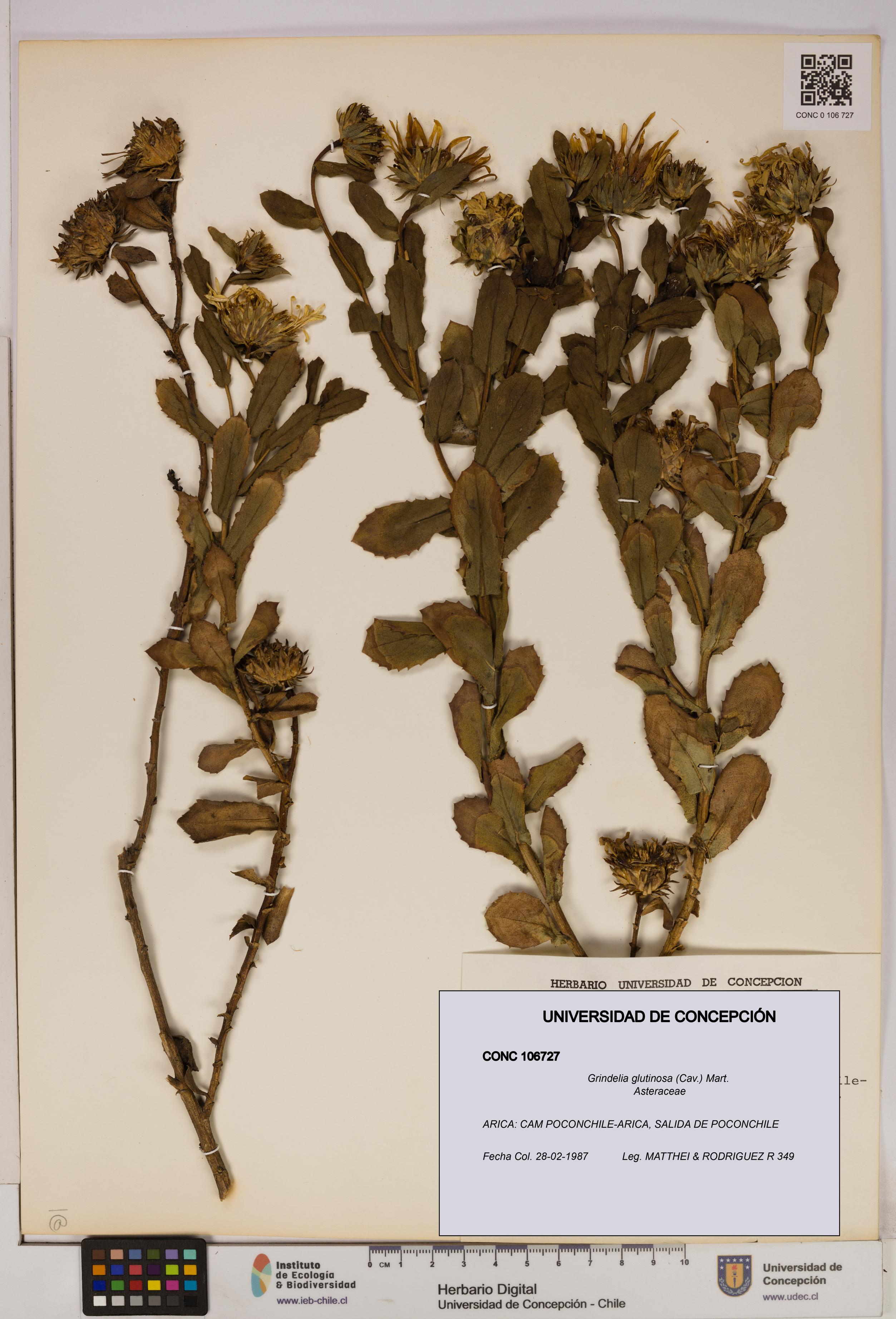 Grindelia glutinosa [Espécimen: UDEC:CONC:0106727]