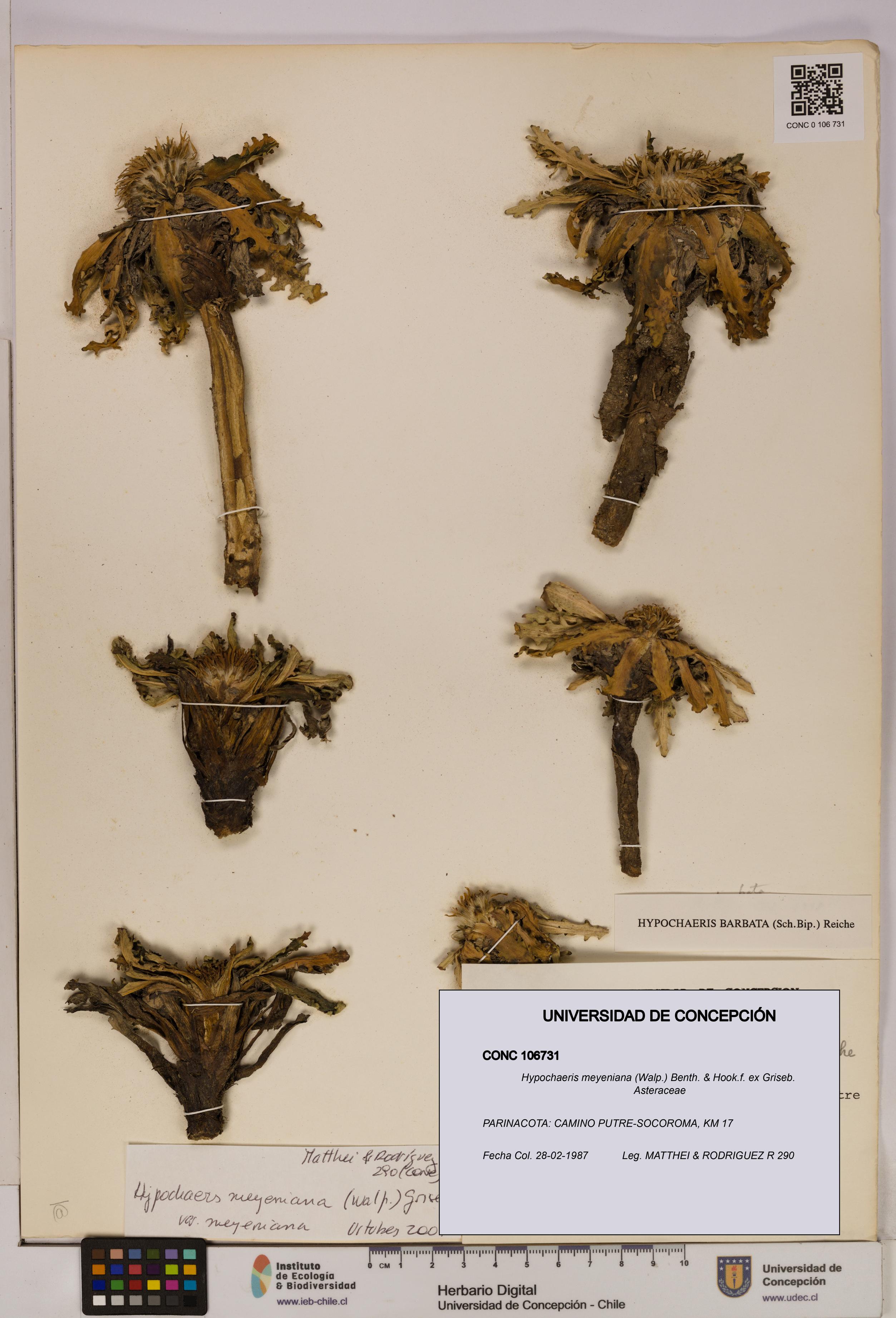 Hypochaeris meyeniana [Espécimen: UDEC:CONC:0106731]