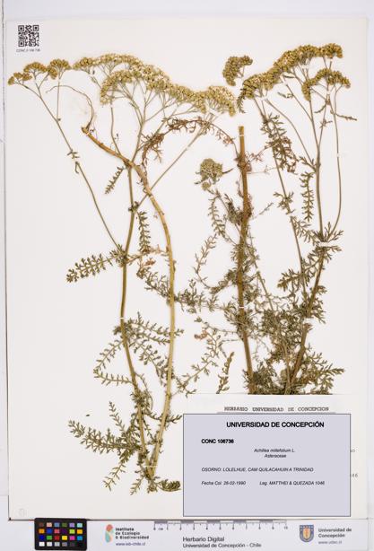 Achillea millefolium [Espécimen: ]