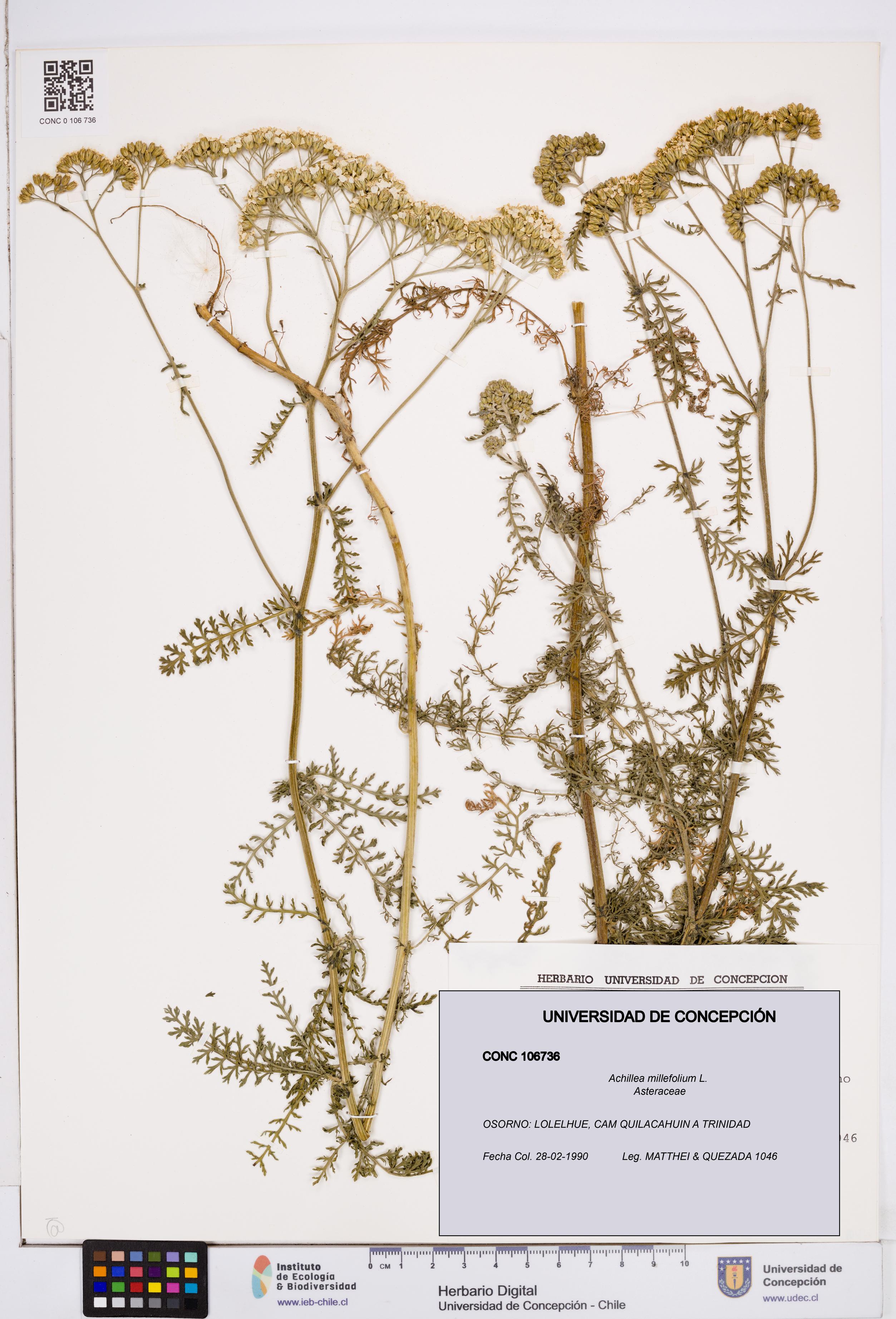 Achillea millefolium [Espécimen: ]