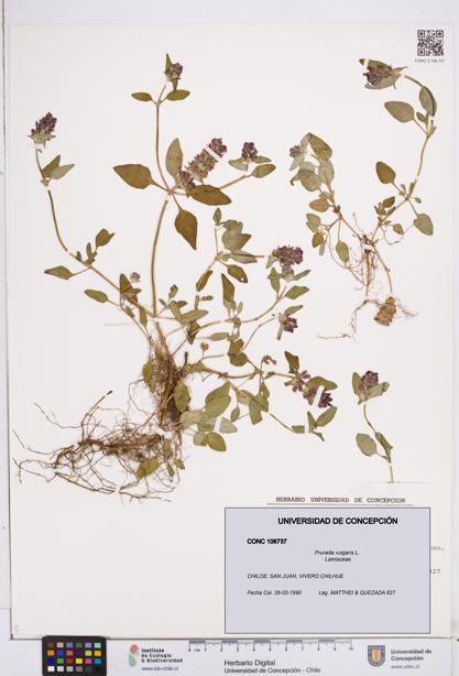 Prunella vulgaris [Espécimen: ]