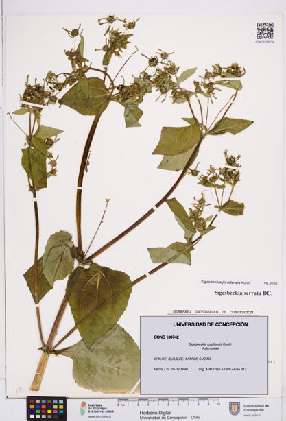 Sigesbeckia jorullensis [Espécimen: ]