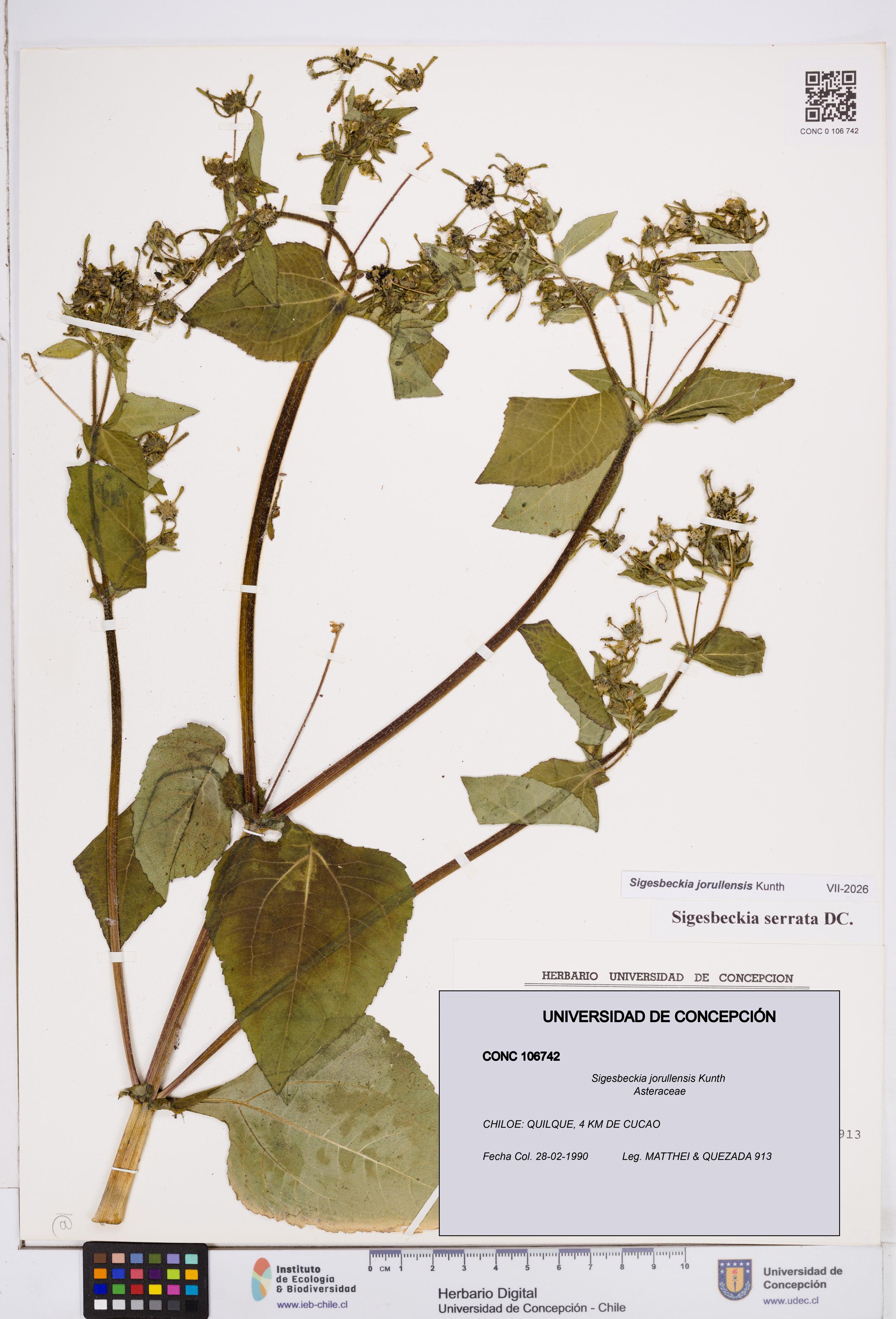 Sigesbeckia jorullensis [Espécimen: ]