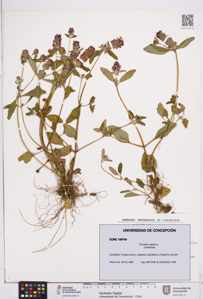 Prunella vulgaris [Espécimen: ]