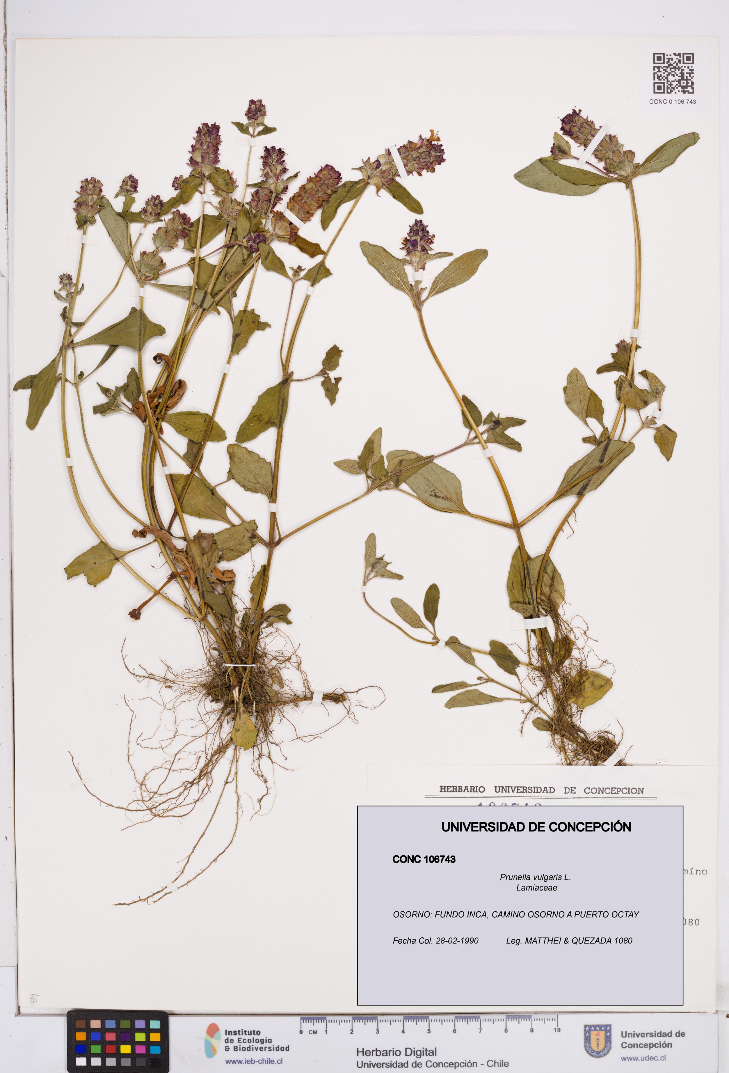Prunella vulgaris [Espécimen: ]