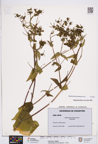 Sigesbeckia jorullensis [Espécimen: ]