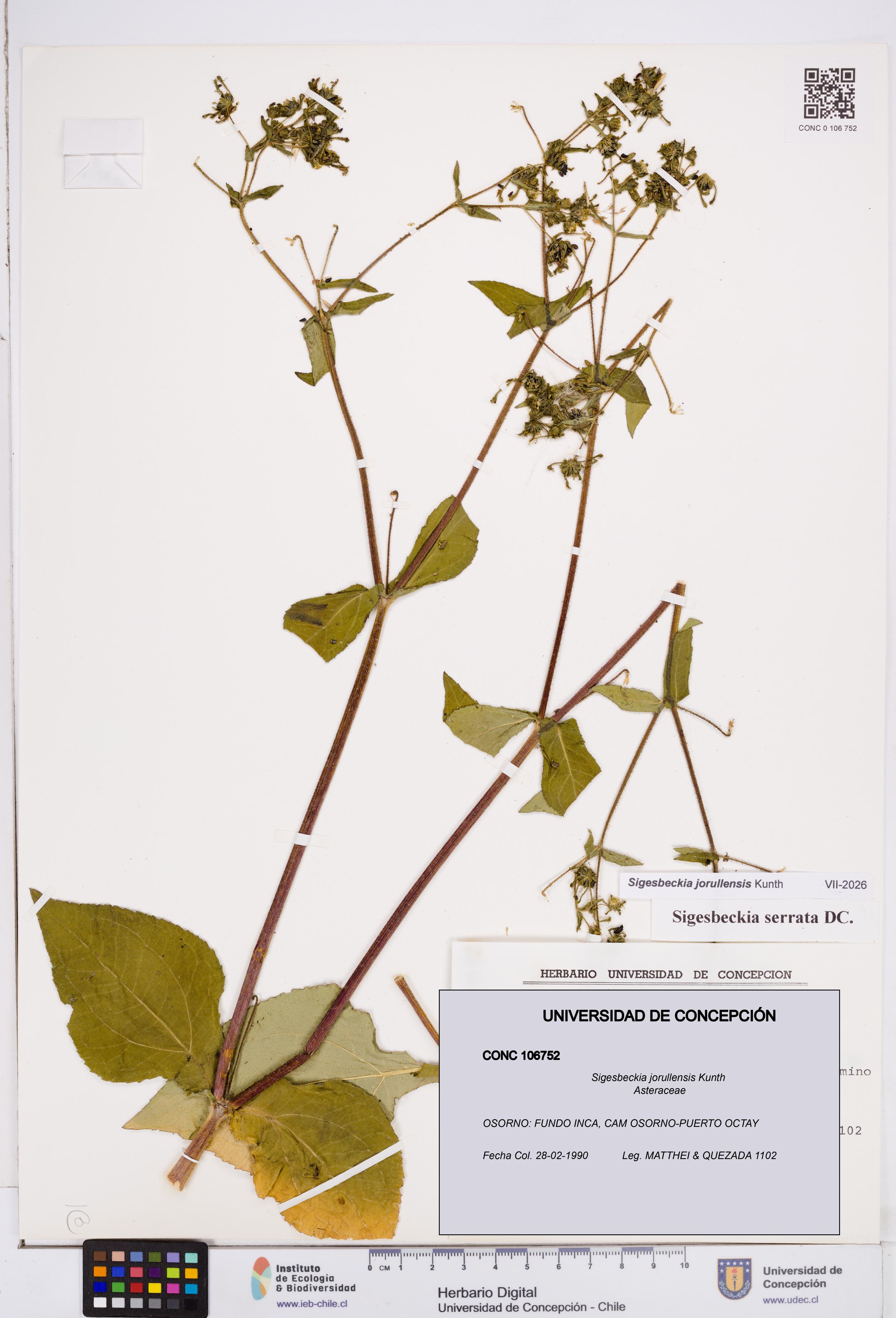 Sigesbeckia jorullensis [Espécimen: ]
