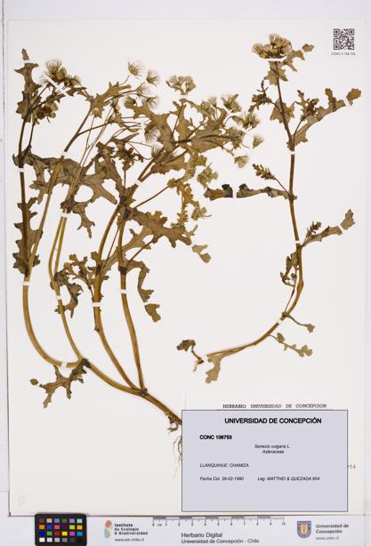 Senecio vulgaris [Espécimen: ]