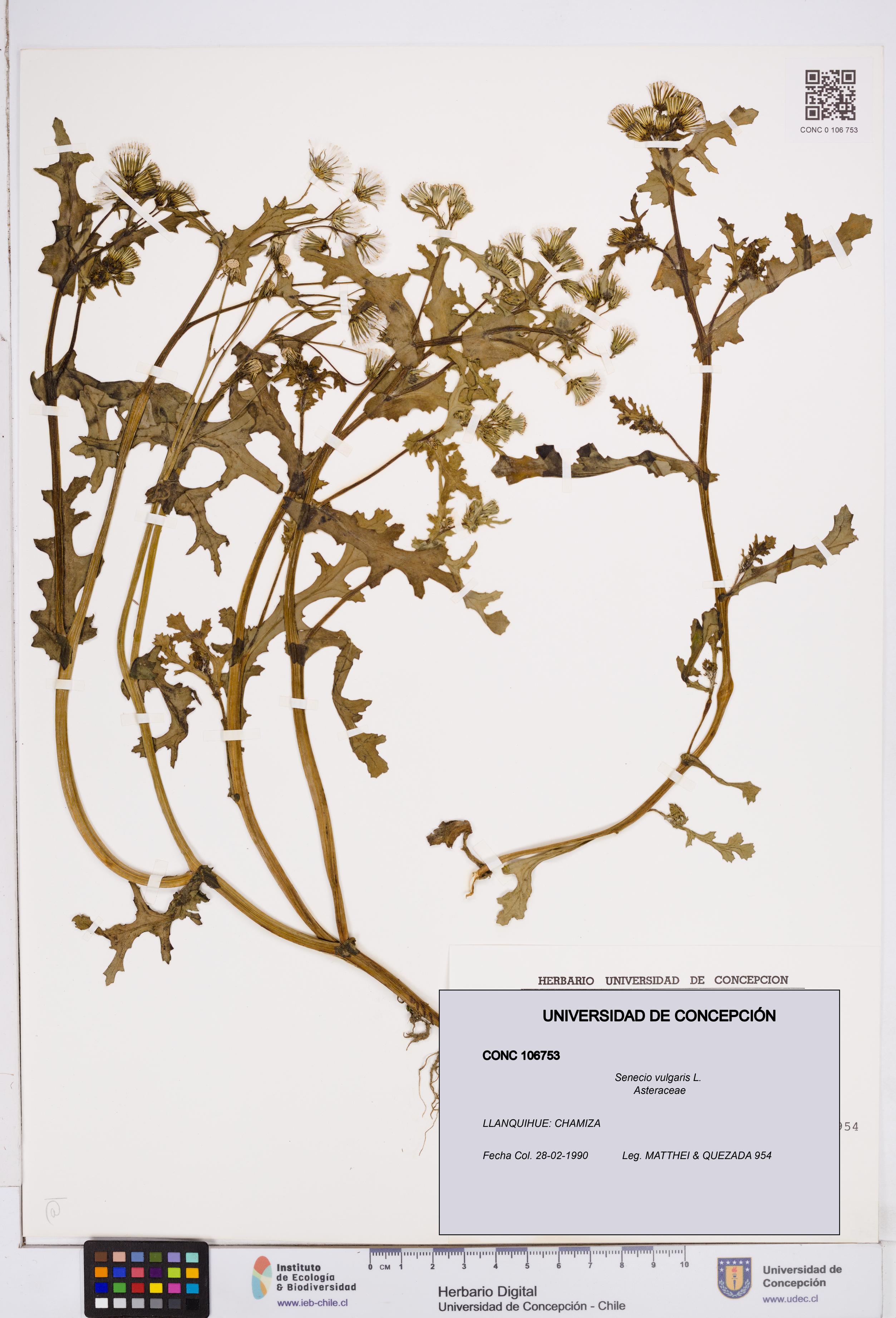 Senecio vulgaris [Espécimen: ]
