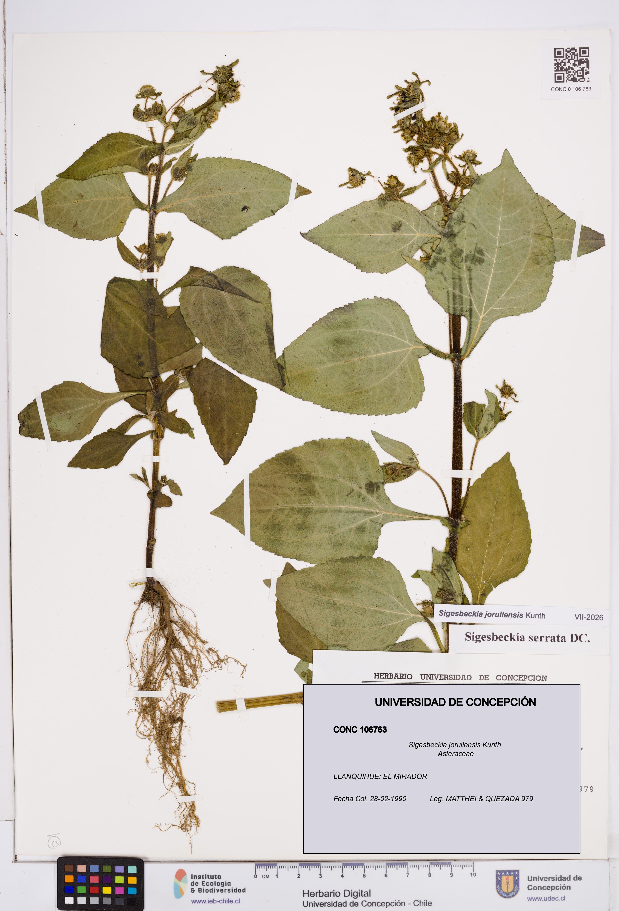 Sigesbeckia jorullensis [Espécimen: ]