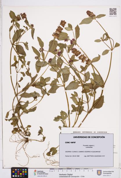 Prunella vulgaris [Espécimen: ]