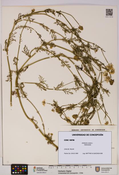 Anthemis cotula [Espécimen: UDEC:CONC:0106768]