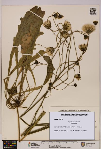 Hypochaeris radicata [Espécimen: UDEC:CONC:0106772]