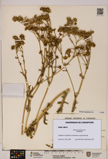 Senecio aquaticus [Espécimen: UDEC:CONC:0106774]