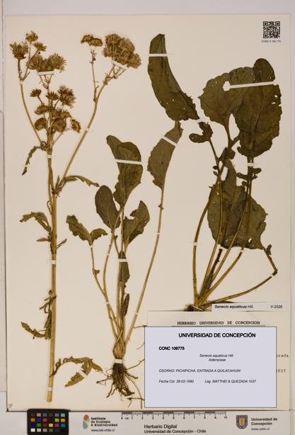 Senecio aquaticus [Espécimen: UDEC:CONC:0106775]