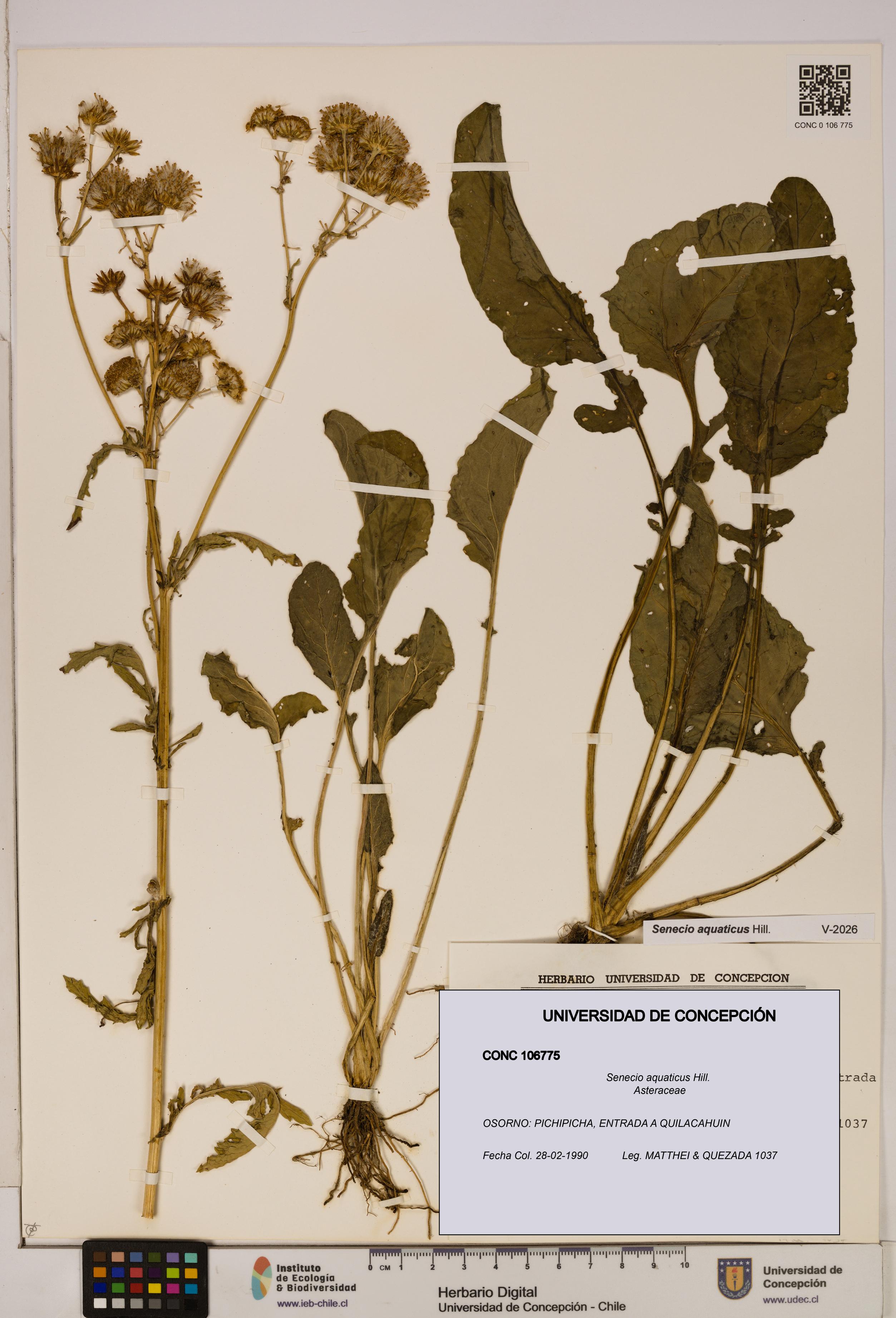 Senecio aquaticus [Espécimen: UDEC:CONC:0106775]
