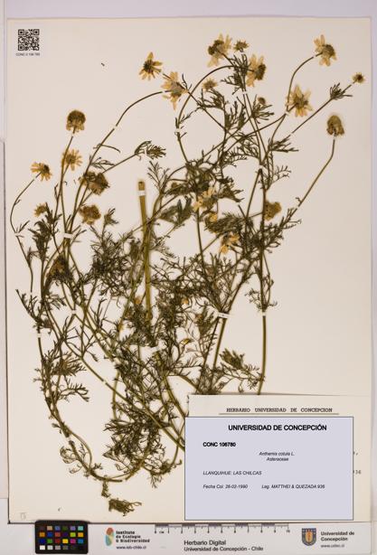 Anthemis cotula [Espécimen: UDEC:CONC:0106780]