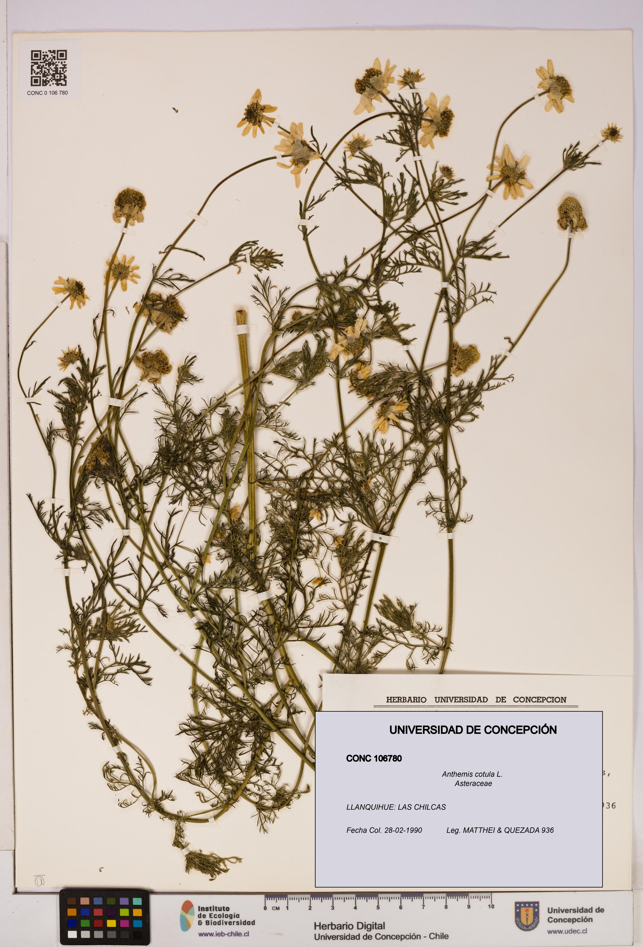 Anthemis cotula [Espécimen: UDEC:CONC:0106780]