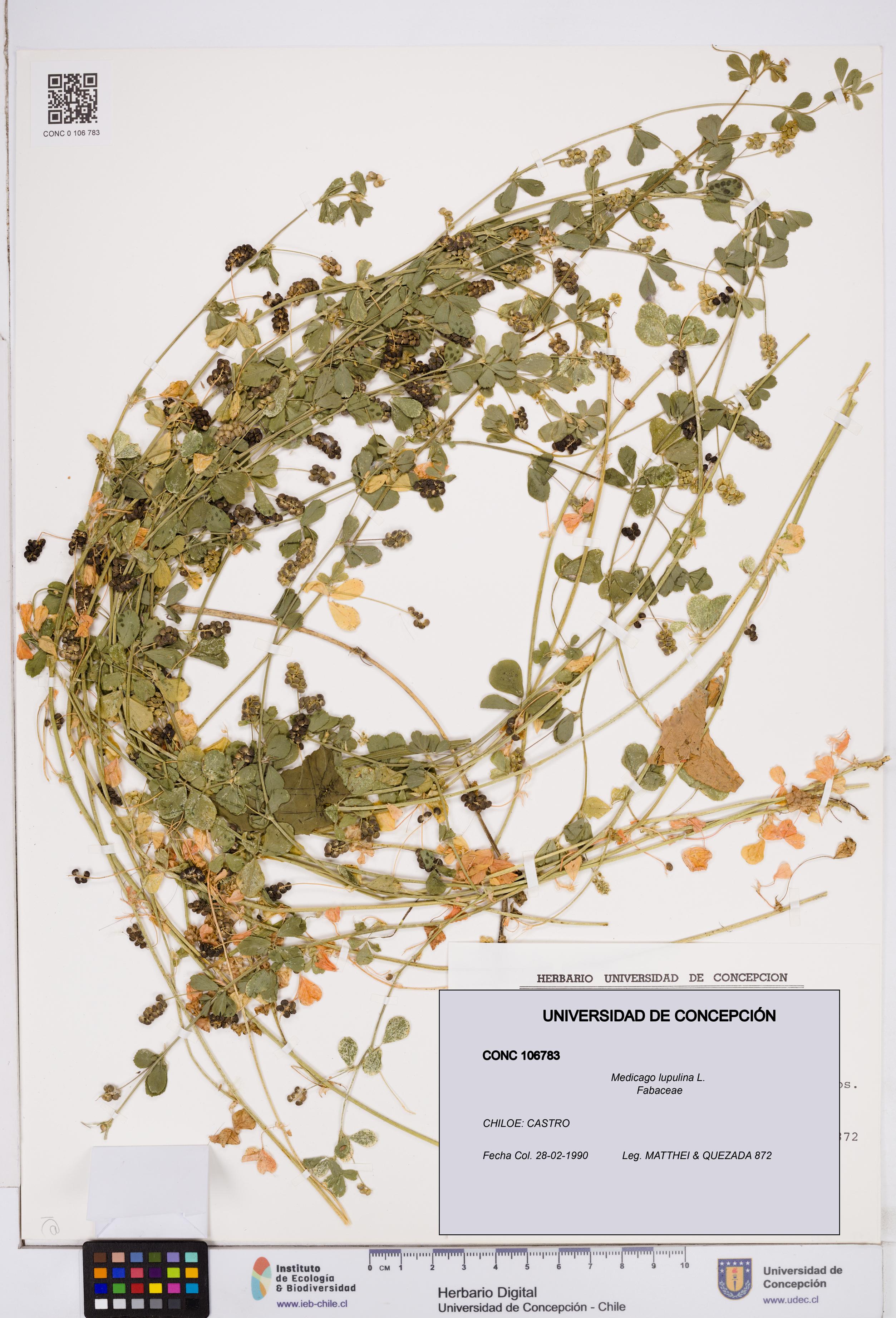 Medicago lupulina [Espécimen: ]
