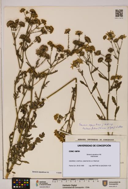 Senecio aquaticus [Espécimen: UDEC:CONC:0106791]