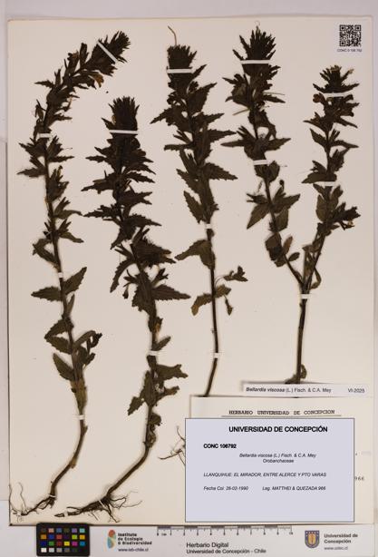 Bellardia viscosa [Espécimen: UDEC:CONC:0106792]