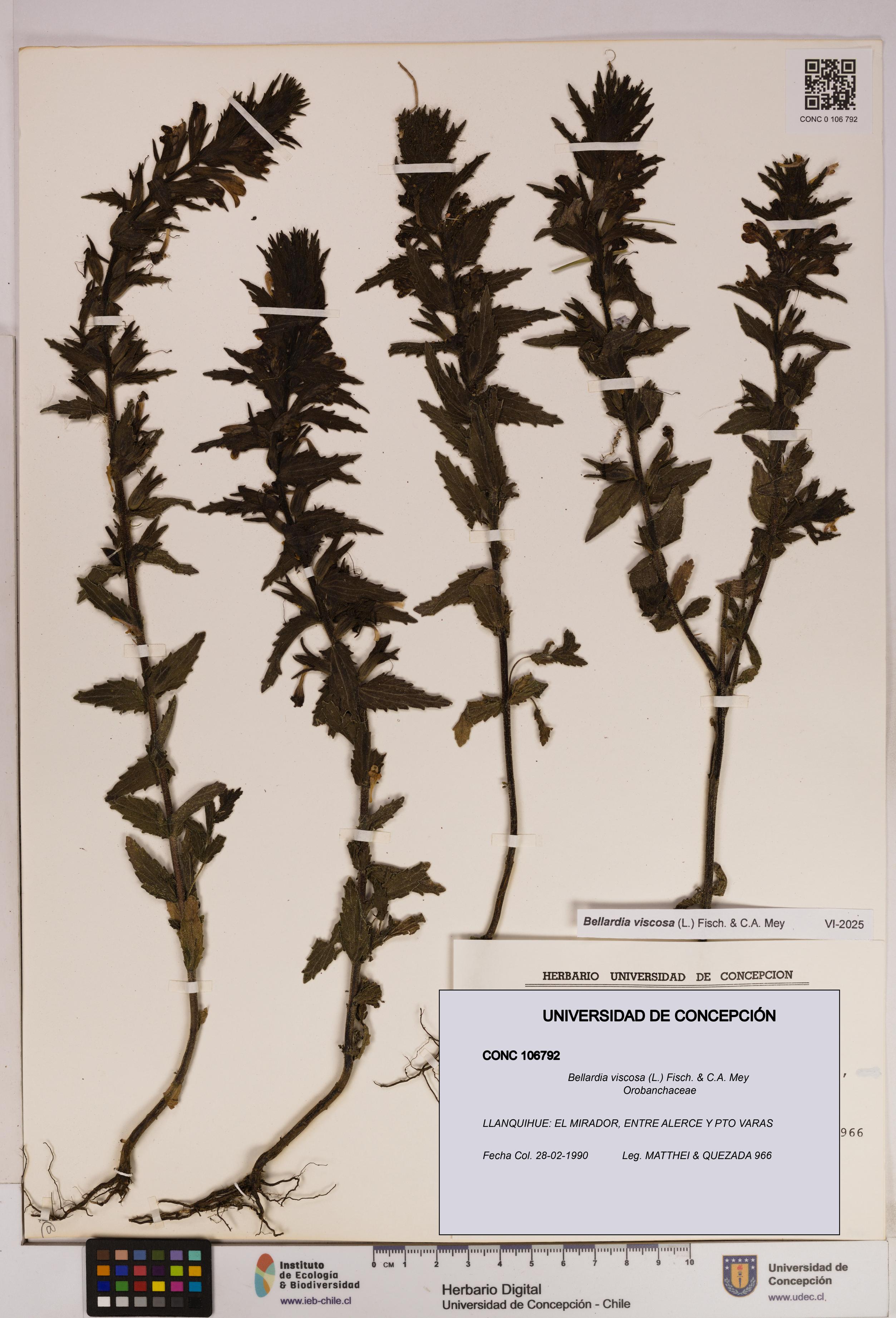 Bellardia viscosa [Espécimen: UDEC:CONC:0106792]