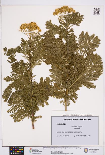 Tanacetum vulgare [Espécimen: ]