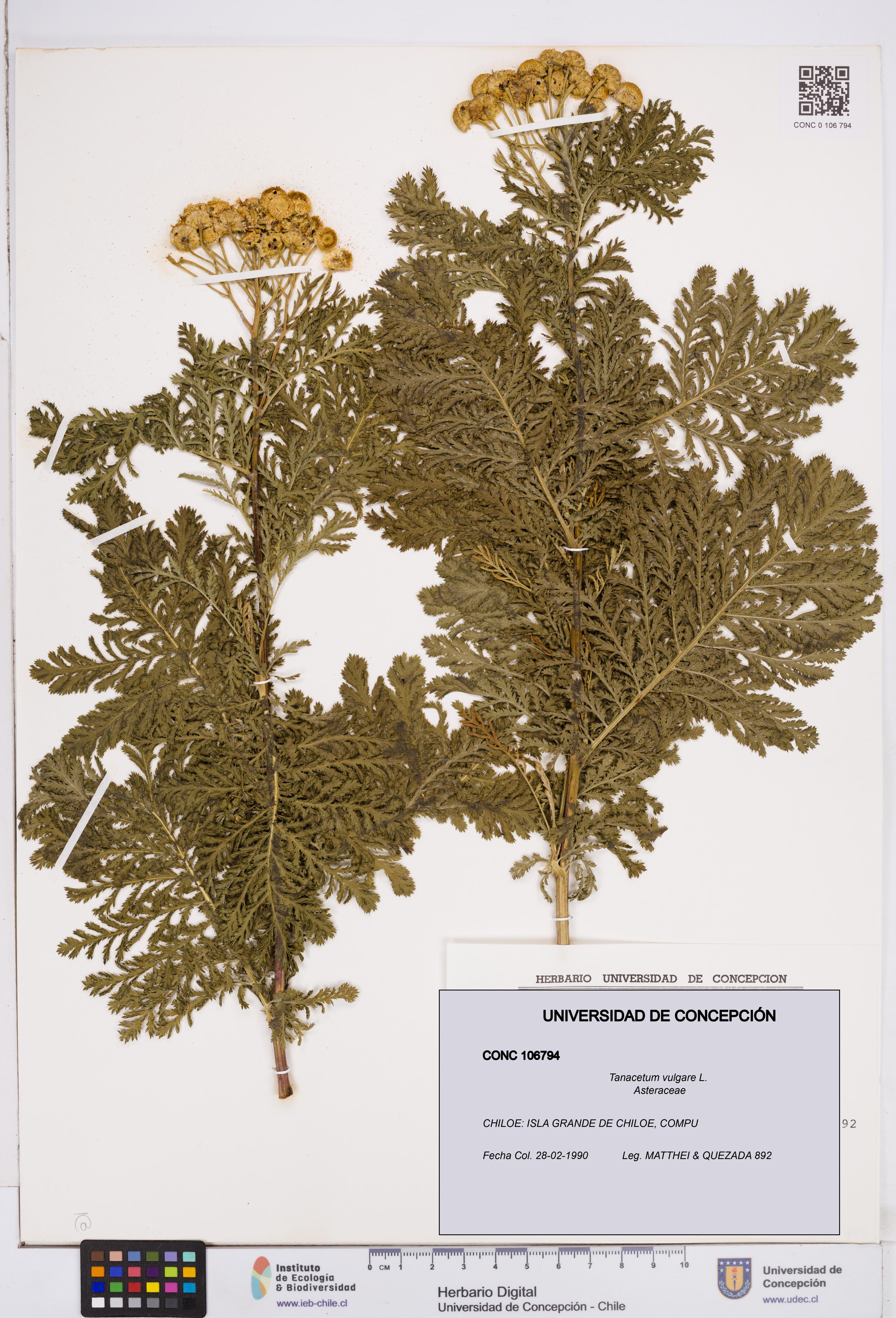 Tanacetum vulgare [Espécimen: ]