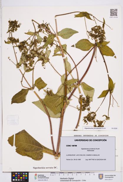 Sigesbeckia jorullensis [Espécimen: ]