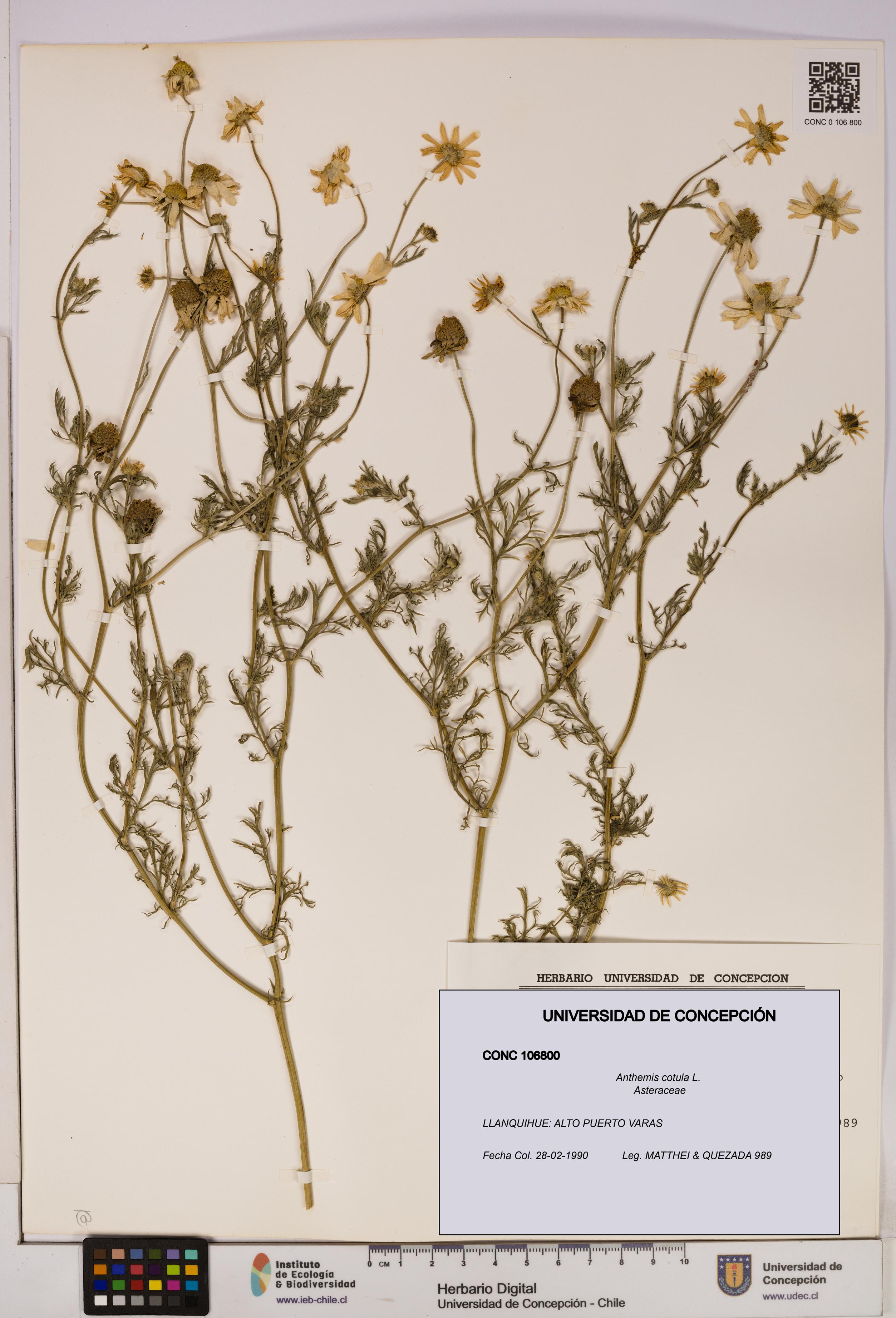 Anthemis cotula [Espécimen: UDEC:CONC:0106800]